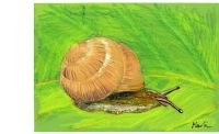 Schnirkelschnecke