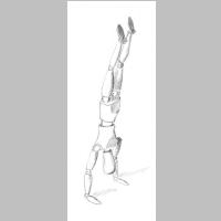 HolzpuppeHandstand640.jpg